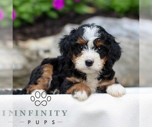 Bernedoodle (Miniature) Puppy for sale in LITITZ, PA, USA