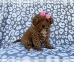 Small #5 Cavapoo (Miniature)