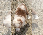 Small #10 Australian Shepherd