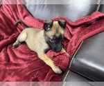 Small Photo #31 Belgian Malinois Puppy For Sale in REESEVILLE, WI, USA