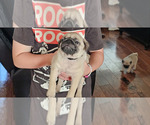 Small #3 Pug