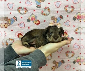 Schnauzer (Miniature) Puppy for sale in WINNSBORO, LA, USA