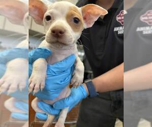 Mutt Dogs for adoption in San Antonio, TX, USA