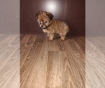 Puppy Sweetie Yorkshire Terrier