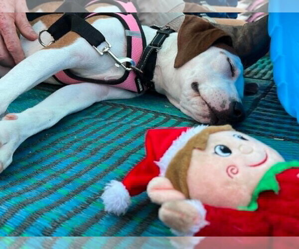 Medium Photo #3 Mutt Puppy For Sale in Spotsylvania, VA, USA