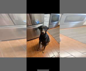 Father of the Doberman Pinscher puppies born on 03/08/2025
