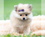 Small #1 Pomeranian