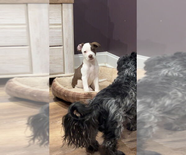 Medium Photo #10 Mutt Puppy For Sale in Mooresville, NC, USA