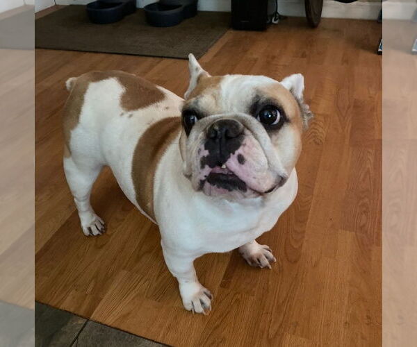 Medium Photo #1 French Bulldog-Unknown Mix Puppy For Sale in Chico, CA, USA