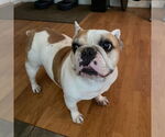 Small French Bulldog Mix