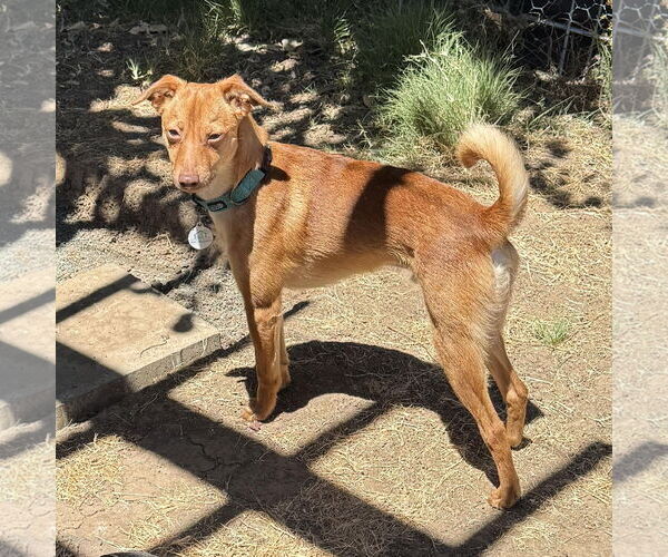 Medium Photo #3 Chihuahua-Unknown Mix Puppy For Sale in San Jose, CA, USA