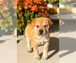 Maple - Female Cocker-Pei Puppy for Sale - Photo #2