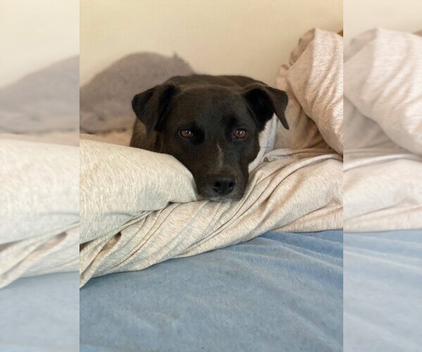 Medium Photo #5 Labrador Retriever-Unknown Mix Puppy For Sale in San Diego, CA, USA