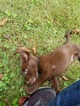 Small Photo #1 Labrador Retriever Puppy For Sale in JASPER, GA, USA