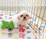 Small #14 Shih Tzu
