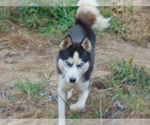 Medium Photo #11 Siberian Husky Puppy For Sale in Pacific grove , CA, USA