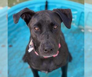Caitlin - Female Labrador Retriever-Unknown Mix Dog for Adoption - Photo #4