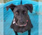 Small Photo #4 Labrador Retriever-Unknown Mix Puppy For Sale in San Diego, CA, USA