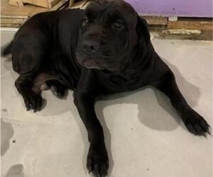 Cane Corso Puppy for sale in CLEARWATER, FL, USA