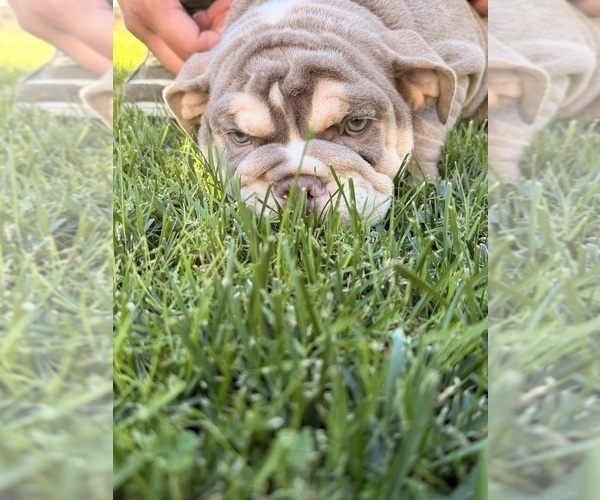 Medium Photo #10 Bulldog Puppy For Sale in MERCED, CA, USA