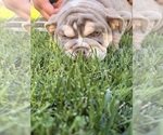 Litter of 4 - Male(s) and Female(s) BulldogLitter of Puppies for Sale - Photo #10