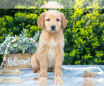 Puppy Benny Golden Retriever