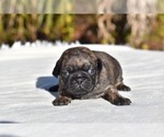 Small #6 Pug