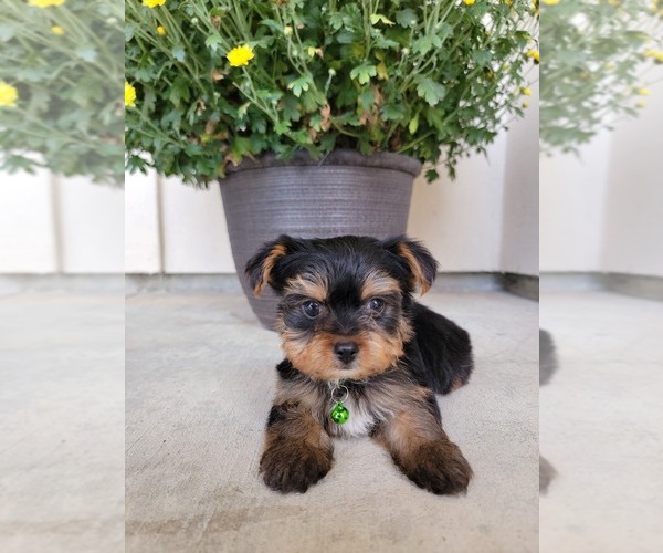 Medium Photo #2 Yorkshire Terrier Puppy For Sale in SACRAMENTO, CA, USA