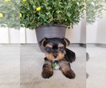 Small #1 Yorkshire Terrier