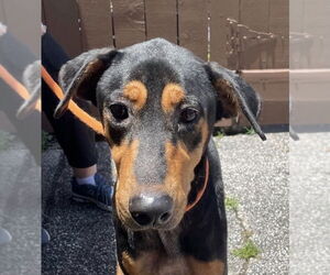 Madeline - Female Doberman Pinscher-Pointer Mix Dog for Adoption - Photo #19
