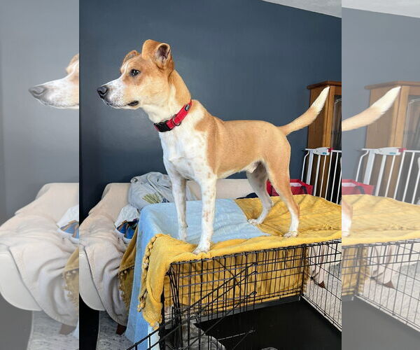 Medium Photo #8 American Pit Bull Terrier-Unknown Mix Puppy For Sale in Germantown, OH, USA