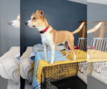 Small #7 American Pit Bull Terrier Mix