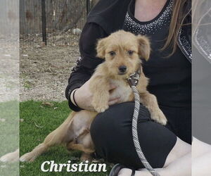 Chihuahua-Unknown Mix Dogs for adoption in Rockaway, NJ, USA