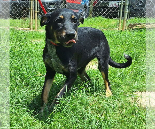 Medium Photo #1 Mutt Puppy For Sale in Wetumpka, AL, USA