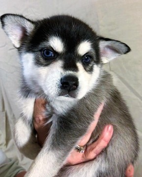 Medium Photo #1 Alaskan Klee Kai Puppy For Sale in AUMSVILLE, OR, USA