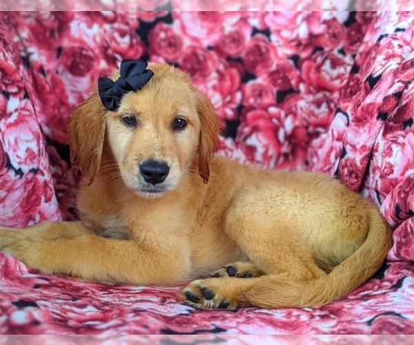 Medium Photo #4 Golden Retriever Puppy For Sale in OXFORD, PA, USA