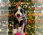 Small Photo #1 Australian Shepherd Puppy For Sale in MIDDLESEX, NC, USA
