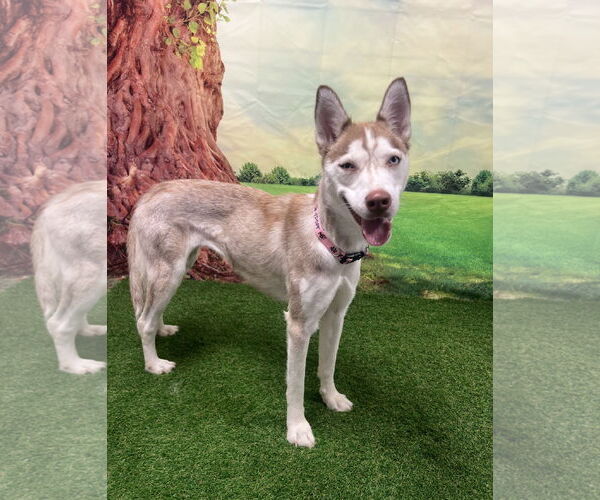 Medium Photo #3 Siberian Husky-Unknown Mix Puppy For Sale in Euless, TX, USA