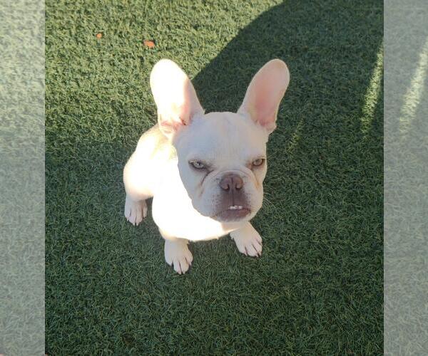 Medium Photo #2 French Bulldog Puppy For Sale in Rockwall, TX, USA