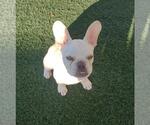 Small #1 French Bulldog