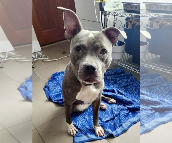 Medium Photo #3 Mutt Puppy For Sale in Rockville, MD, USA