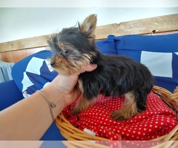 Medium Photo #2 Yorkshire Terrier Puppy For Sale in CANON CITY, CO, USA