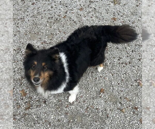 Medium Photo #1 Mutt Puppy For Sale in Dublin, OH, USA