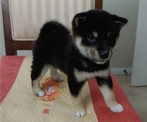 Shiba Inu Puppy for sale in ANAHEIM, CA, USA