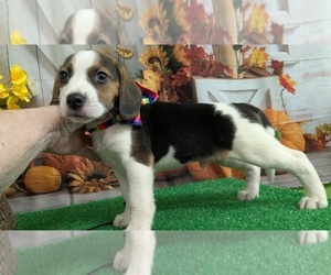 Beagle Puppy for sale in HAMMOND, IN, USA