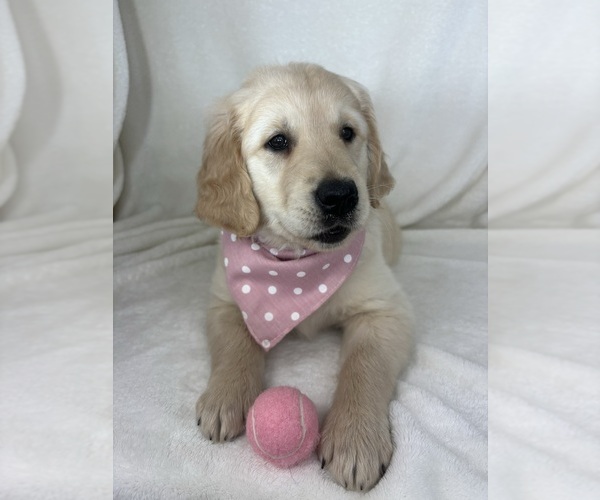 Medium Photo #5 English Cream Golden Retriever Puppy For Sale in GREENFIELD, IN, USA