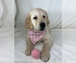 Small #4 English Cream Golden Retriever