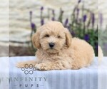 Small #3 Maltipoo