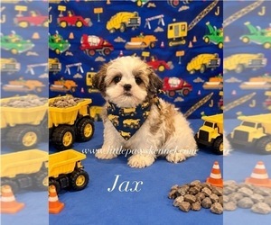 Mal-Shi Puppy for sale in WINNSBORO, LA, USA