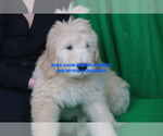 Small #11 Goldendoodle